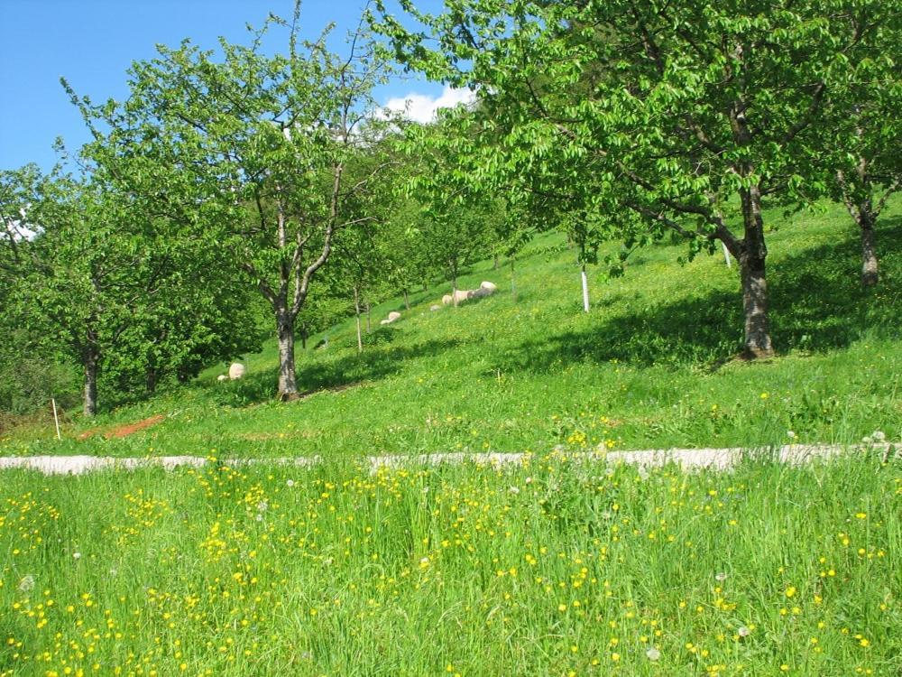 Ferienhof Fischer Seebach Kültér fotó